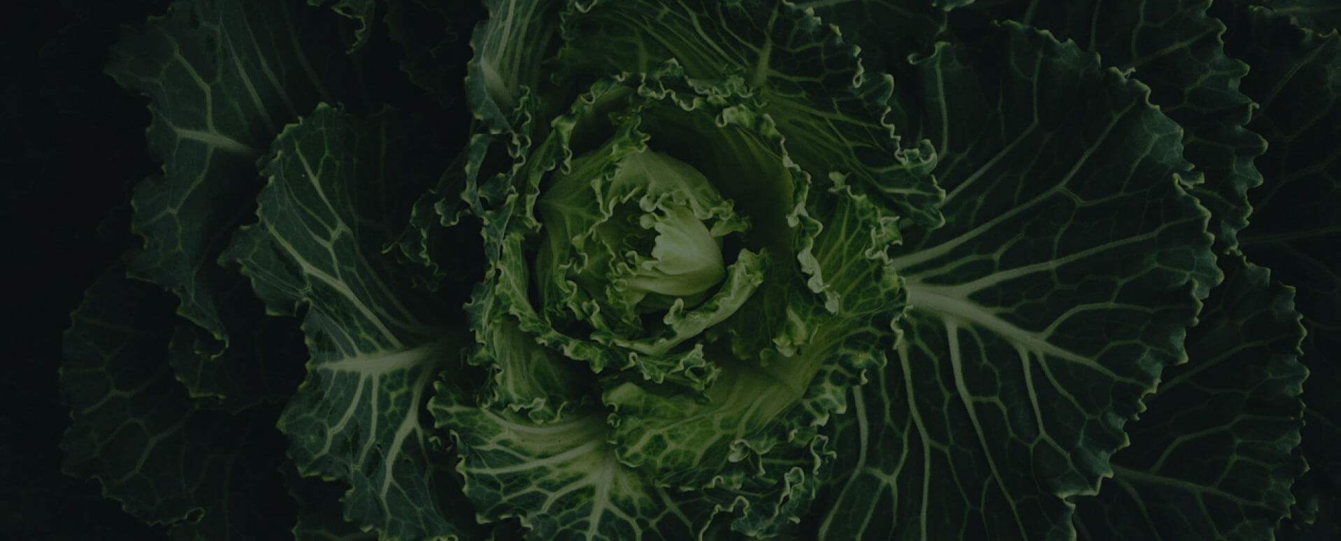Close up of a cabbage