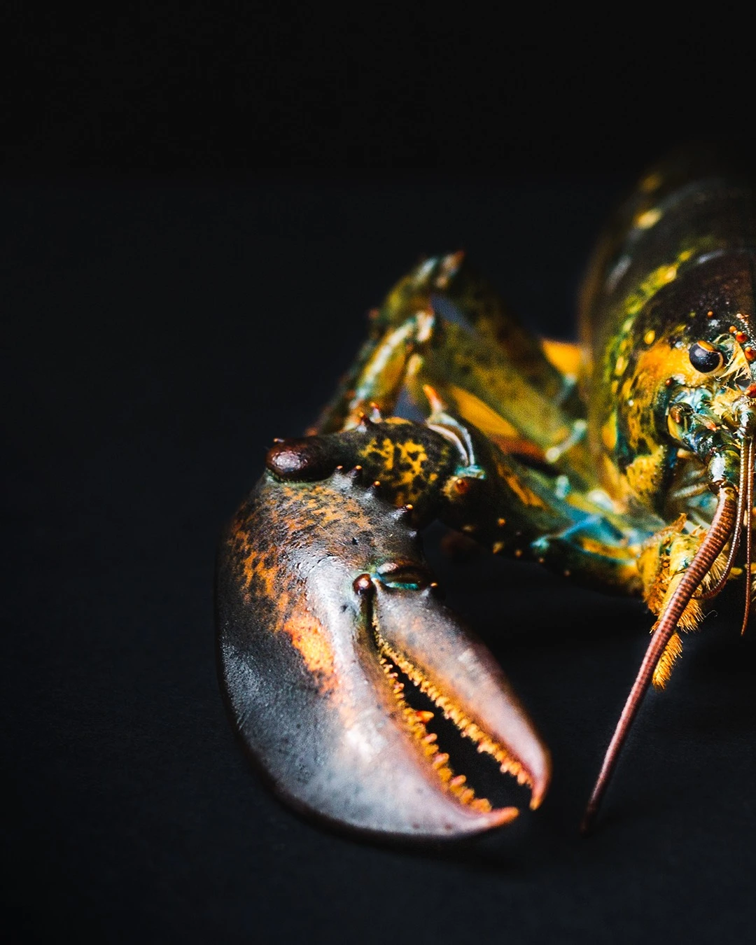 Apéritif Lobster