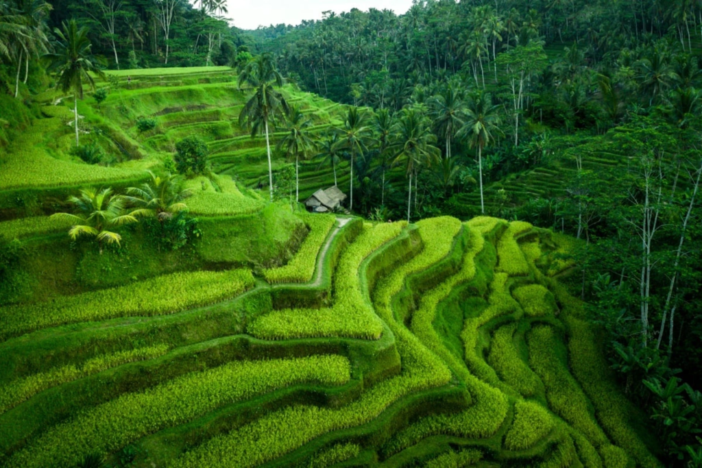 A rice terrace in Ubud